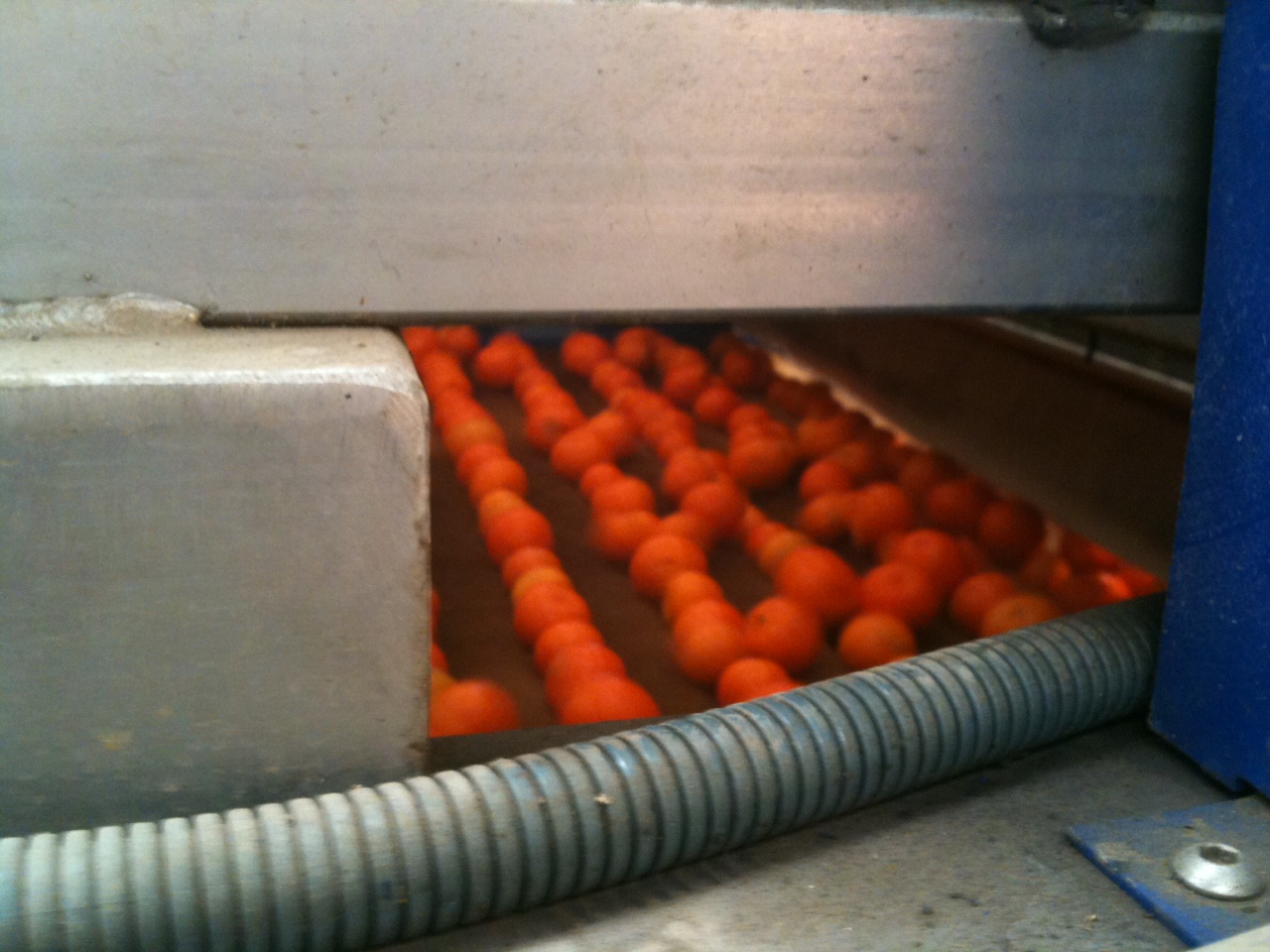 Oranges lavées à l'eau ozonée